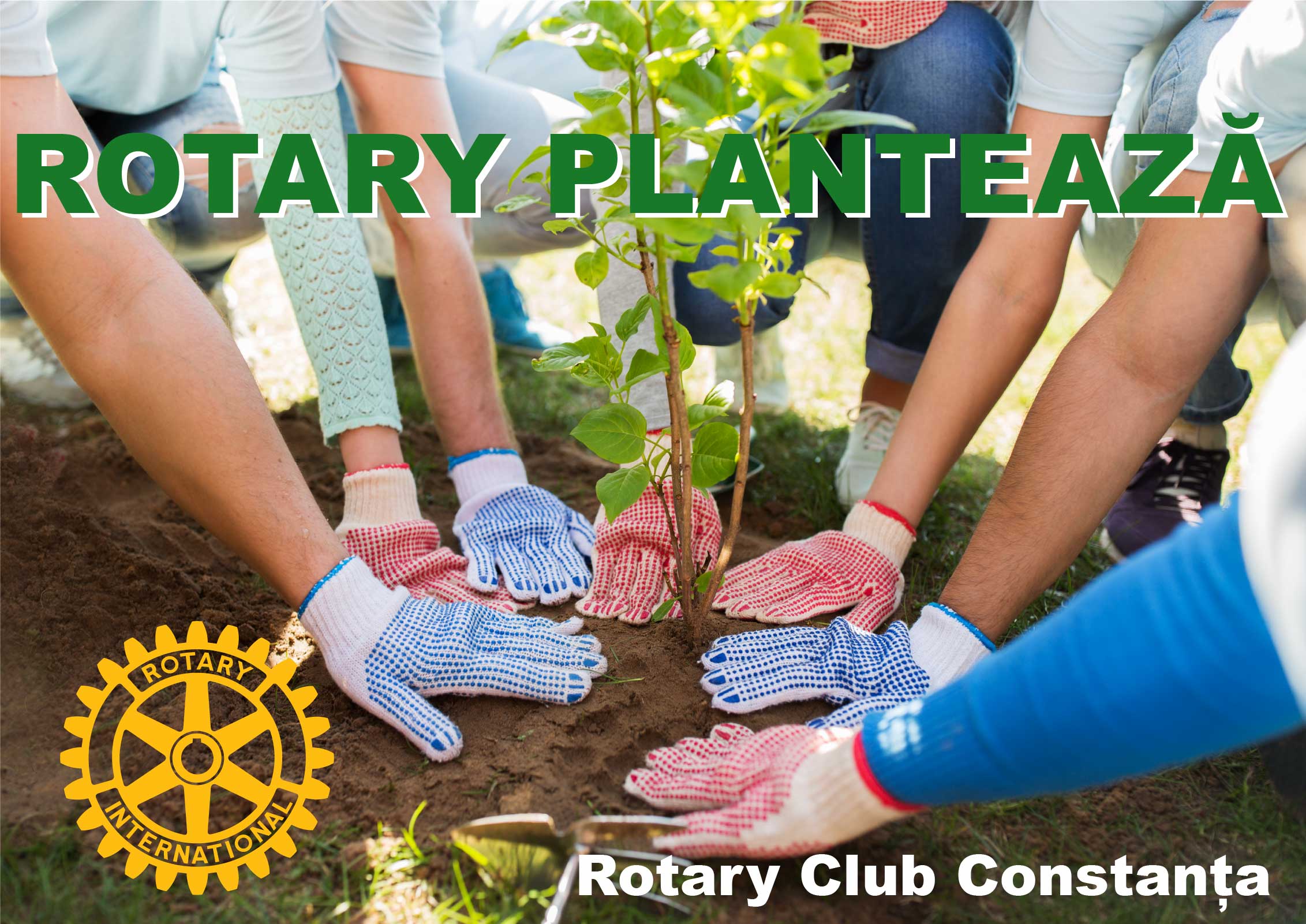 Asset 2Rotary planteaza
